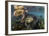 Three Galapagos Green Turtles (Chelonia Mydas Agassizii) Feeding on Seaweed Growing on Lava Rocks-Alex Mustard-Framed Photographic Print