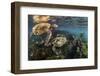 Three Galapagos Green Turtles (Chelonia Mydas Agassizii) Feeding on Seaweed Growing on Lava Rocks-Alex Mustard-Framed Photographic Print