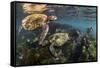 Three Galapagos Green Turtles (Chelonia Mydas Agassizii) Feeding on Seaweed Growing on Lava Rocks-Alex Mustard-Framed Stretched Canvas