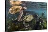 Three Galapagos Green Turtles (Chelonia Mydas Agassizii) Feeding on Seaweed Growing on Lava Rocks-Alex Mustard-Stretched Canvas