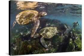 Three Galapagos Green Turtles (Chelonia Mydas Agassizii) Feeding on Seaweed Growing on Lava Rocks-Alex Mustard-Stretched Canvas