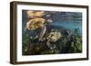 Three Galapagos Green Turtles (Chelonia Mydas Agassizii) Feeding on Seaweed Growing on Lava Rocks-Alex Mustard-Framed Photographic Print