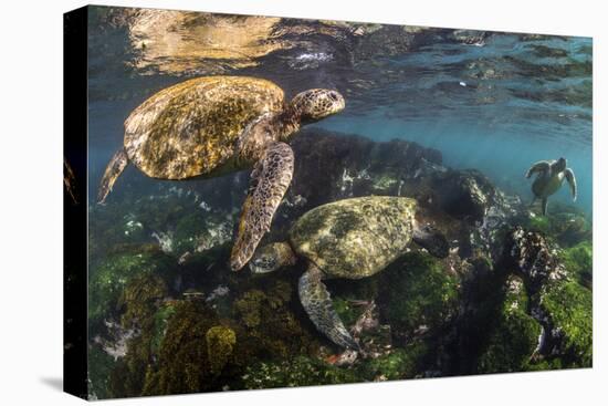 Three Galapagos Green Turtles (Chelonia Mydas Agassizii) Feeding on Seaweed Growing on Lava Rocks-Alex Mustard-Stretched Canvas