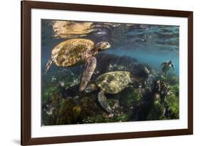 Three Galapagos Green Turtles (Chelonia Mydas Agassizii) Feeding on Seaweed Growing on Lava Rocks-Alex Mustard-Framed Photographic Print