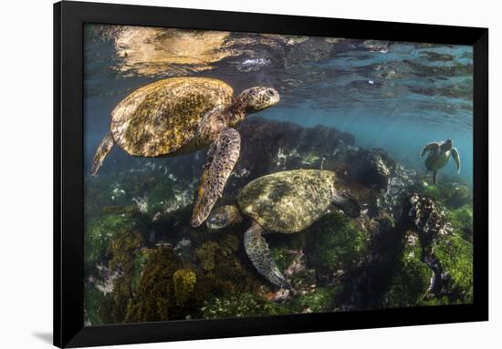 Three Galapagos Green Turtles (Chelonia Mydas Agassizii) Feeding on Seaweed Growing on Lava Rocks-Alex Mustard-Framed Photographic Print