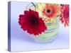 Three Gerbera Daisies Blue-Sabine Jacobs-Stretched Canvas