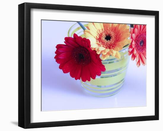 Three Gerbera Daisies Blue-Sabine Jacobs-Framed Photographic Print