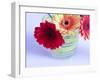 Three Gerbera Daisies Blue-Sabine Jacobs-Framed Photographic Print