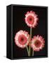 Three Gerbera Daisies on Dark Background-Clive Nichols-Framed Stretched Canvas