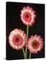 Three Gerbera Daisies on Dark Background-Clive Nichols-Stretched Canvas