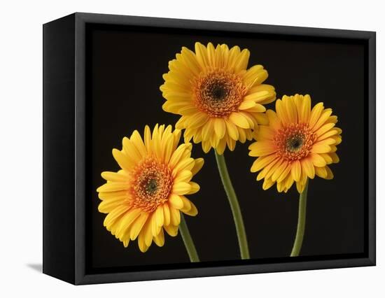 Three Gerbera Daisies on Dark Background-Clive Nichols-Framed Stretched Canvas