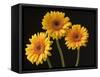 Three Gerbera Daisies on Dark Background-Clive Nichols-Framed Stretched Canvas