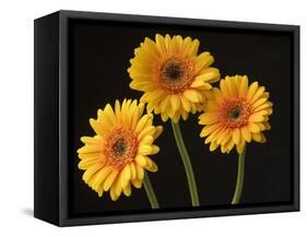 Three Gerbera Daisies on Dark Background-Clive Nichols-Framed Stretched Canvas