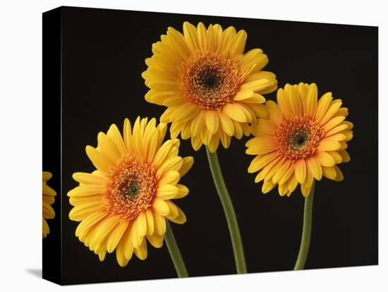 Three Gerbera Daisies on Dark Background-Clive Nichols-Stretched Canvas