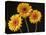 Three Gerbera Daisies on Dark Background-Clive Nichols-Stretched Canvas