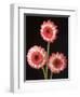 Three Gerbera Daisies on Dark Background-Clive Nichols-Framed Photographic Print