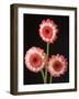 Three Gerbera Daisies on Dark Background-Clive Nichols-Framed Photographic Print