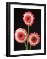 Three Gerbera Daisies on Dark Background-Clive Nichols-Framed Photographic Print