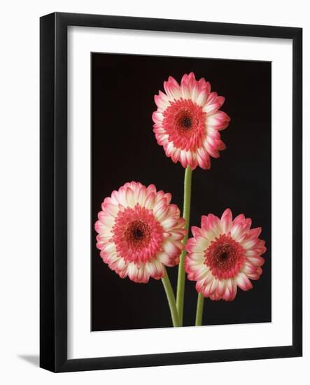 Three Gerbera Daisies on Dark Background-Clive Nichols-Framed Photographic Print