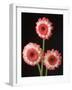 Three Gerbera Daisies on Dark Background-Clive Nichols-Framed Photographic Print