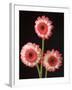 Three Gerbera Daisies on Dark Background-Clive Nichols-Framed Photographic Print