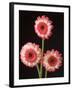 Three Gerbera Daisies on Dark Background-Clive Nichols-Framed Photographic Print