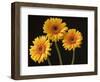 Three Gerbera Daisies on Dark Background-Clive Nichols-Framed Photographic Print