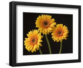 Three Gerbera Daisies on Dark Background-Clive Nichols-Framed Photographic Print