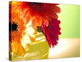 Three Gerbera Daisies-Sabine Jacobs-Stretched Canvas