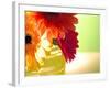 Three Gerbera Daisies-Sabine Jacobs-Framed Photographic Print