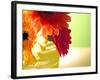 Three Gerbera Daisies-Sabine Jacobs-Framed Photographic Print