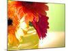 Three Gerbera Daisies-Sabine Jacobs-Mounted Photographic Print