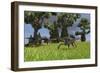 Three Gigantoraptors Running across a Grassy Field-null-Framed Art Print