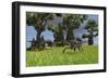 Three Gigantoraptors Running across a Grassy Field-null-Framed Art Print