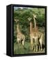 Three Giraffe, Giraffa Camelopardalis, Itala Game Reserve, Kwazulu-Natal, South Africa, Africa-Ann & Steve Toon-Framed Stretched Canvas