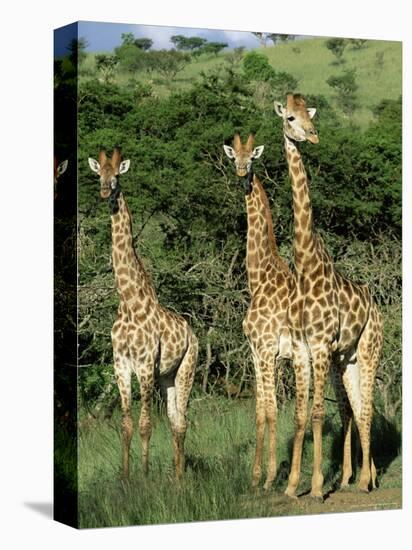 Three Giraffe, Giraffa Camelopardalis, Itala Game Reserve, Kwazulu-Natal, South Africa, Africa-Ann & Steve Toon-Stretched Canvas