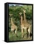 Three Giraffe, Giraffa Camelopardalis, Itala Game Reserve, Kwazulu-Natal, South Africa, Africa-Ann & Steve Toon-Framed Stretched Canvas