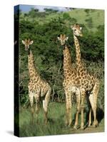 Three Giraffe, Giraffa Camelopardalis, Itala Game Reserve, Kwazulu-Natal, South Africa, Africa-Ann & Steve Toon-Stretched Canvas