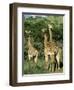 Three Giraffe, Giraffa Camelopardalis, Itala Game Reserve, Kwazulu-Natal, South Africa, Africa-Ann & Steve Toon-Framed Photographic Print