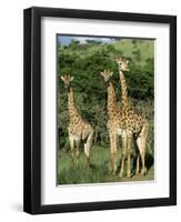 Three Giraffe, Giraffa Camelopardalis, Itala Game Reserve, Kwazulu-Natal, South Africa, Africa-Ann & Steve Toon-Framed Photographic Print