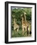 Three Giraffe, Giraffa Camelopardalis, Itala Game Reserve, Kwazulu-Natal, South Africa, Africa-Ann & Steve Toon-Framed Photographic Print