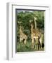 Three Giraffe, Giraffa Camelopardalis, Itala Game Reserve, Kwazulu-Natal, South Africa, Africa-Ann & Steve Toon-Framed Photographic Print