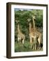 Three Giraffe, Giraffa Camelopardalis, Itala Game Reserve, Kwazulu-Natal, South Africa, Africa-Ann & Steve Toon-Framed Photographic Print