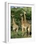 Three Giraffe, Giraffa Camelopardalis, Itala Game Reserve, Kwazulu-Natal, South Africa, Africa-Ann & Steve Toon-Framed Photographic Print