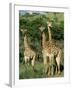 Three Giraffe, Giraffa Camelopardalis, Itala Game Reserve, Kwazulu-Natal, South Africa, Africa-Ann & Steve Toon-Framed Photographic Print