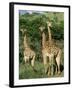 Three Giraffe, Giraffa Camelopardalis, Itala Game Reserve, Kwazulu-Natal, South Africa, Africa-Ann & Steve Toon-Framed Photographic Print