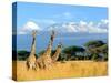 Three Giraffe on Kilimanjaro Mount Background in National Park of Kenya, Africa-Volodymyr Burdiak-Stretched Canvas