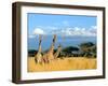 Three Giraffe on Kilimanjaro Mount Background in National Park of Kenya, Africa-Volodymyr Burdiak-Framed Photographic Print