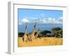 Three Giraffe on Kilimanjaro Mount Background in National Park of Kenya, Africa-Volodymyr Burdiak-Framed Photographic Print
