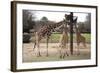 Three Giraffes Eating High-Carol Highsmith-Framed Art Print